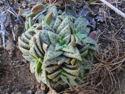 Crassula exilis Harv. resmi