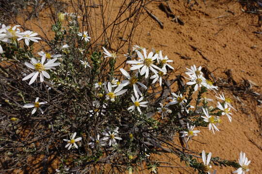 Image of Pimelea Daisy-bush