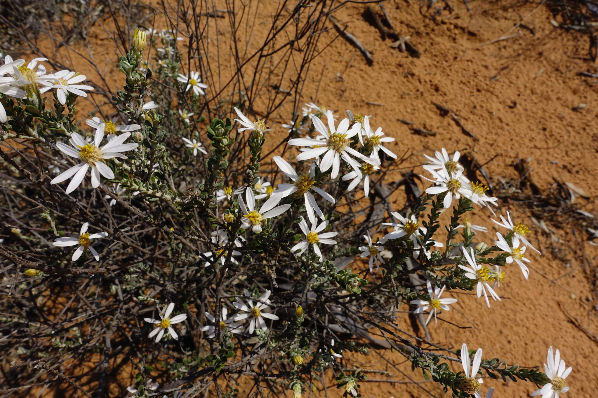 Слика од Olearia pimeleoides (DC.) Benth.