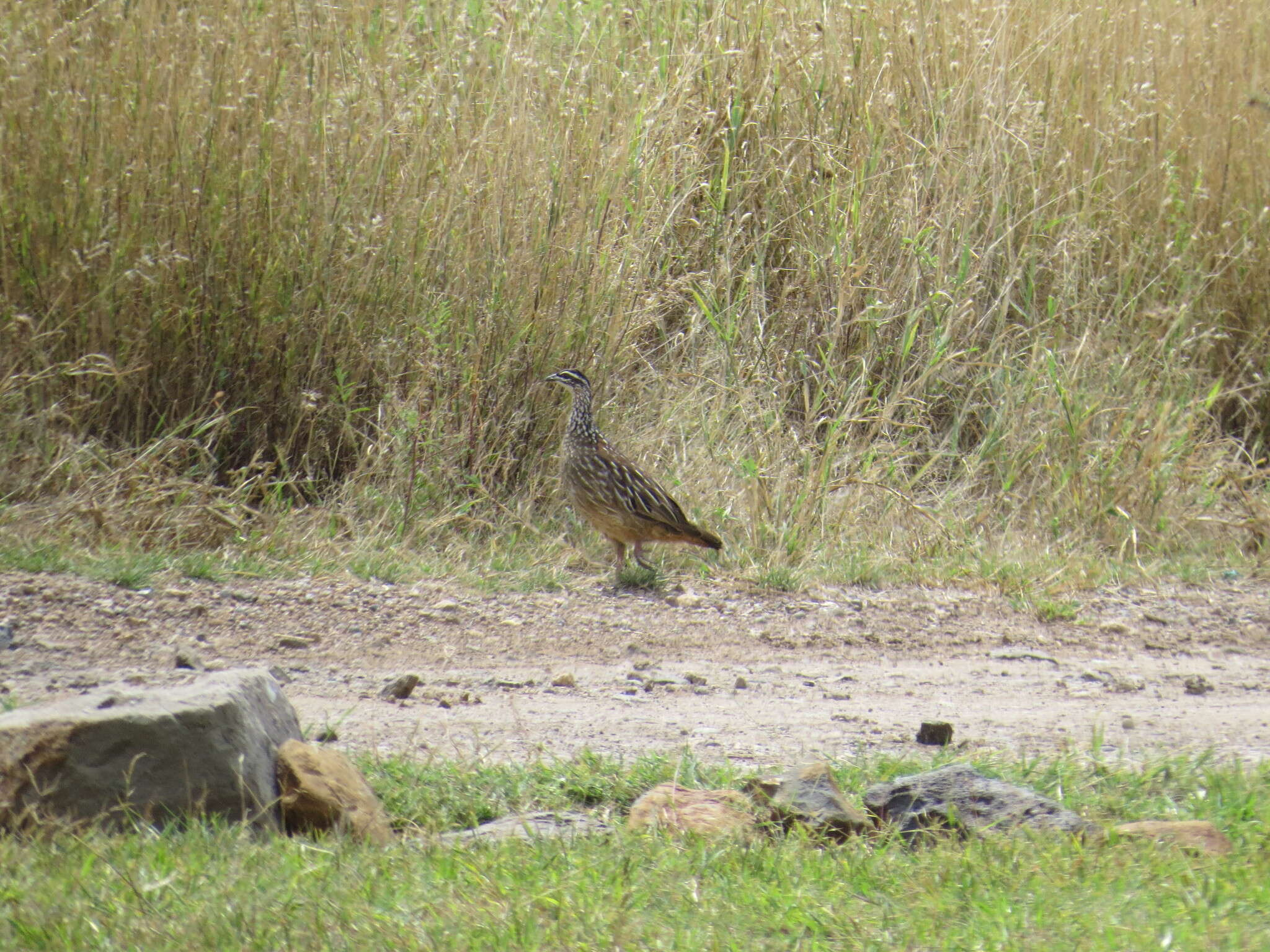 Image of Crested Francolin