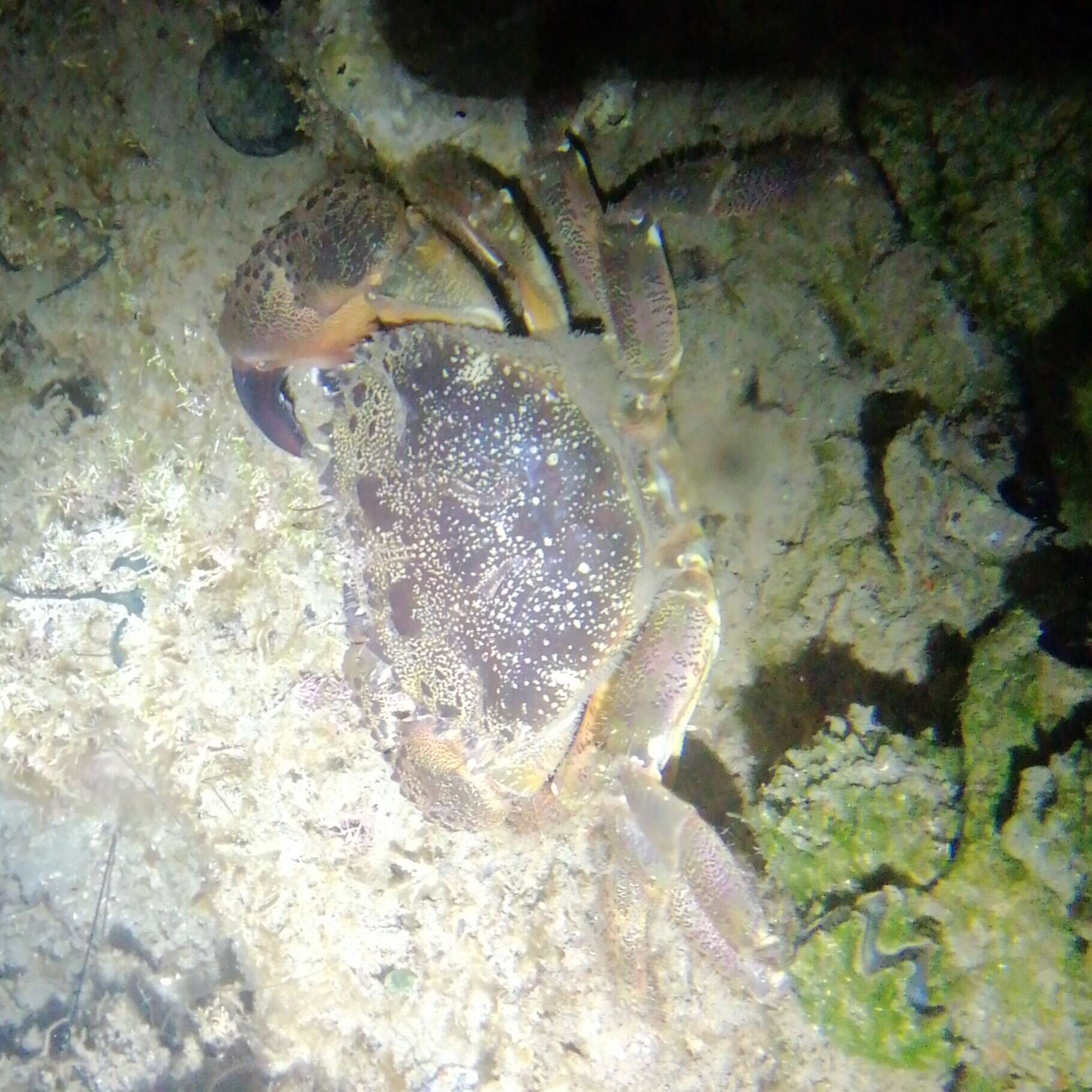 Image of Yellow Round Crab