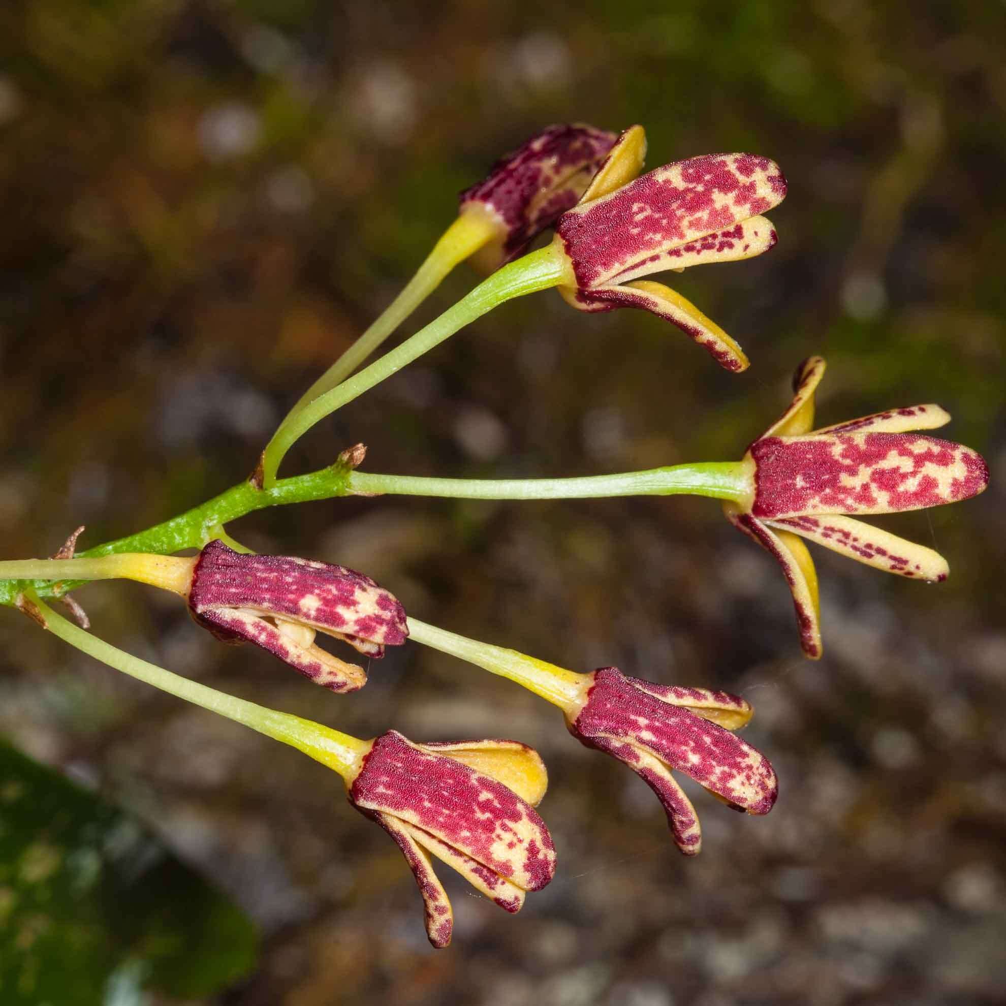 Image of Dendrobium gracilicaule var. howeanum Maiden