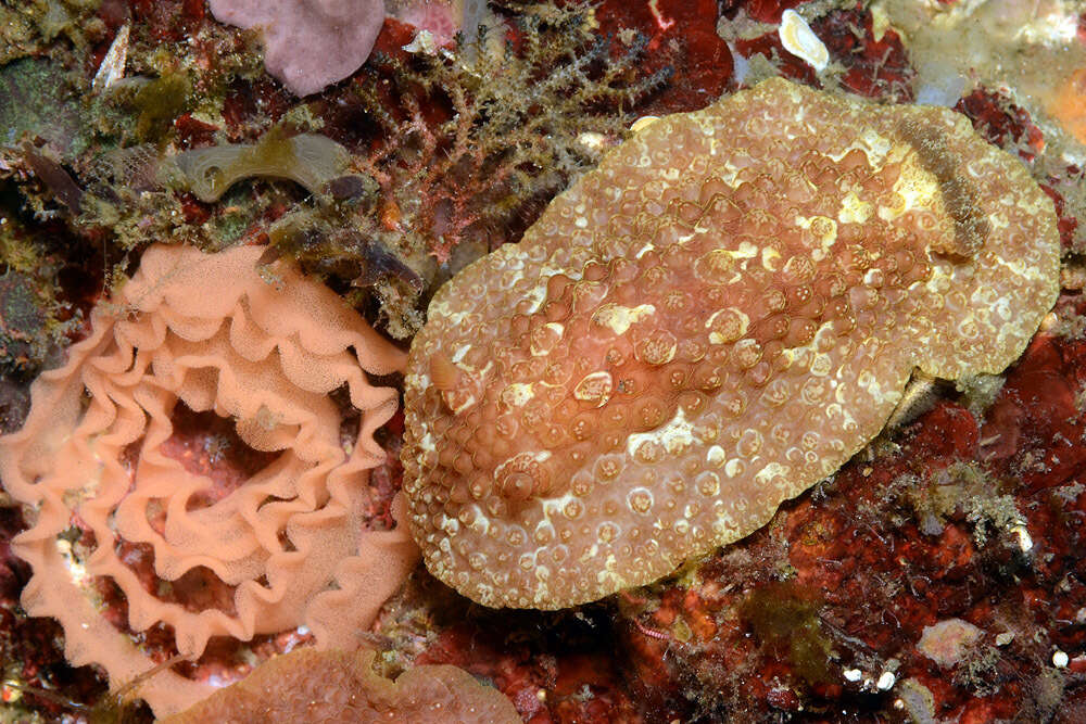 Image of Carminodoris grandiflora (Pease 1860)