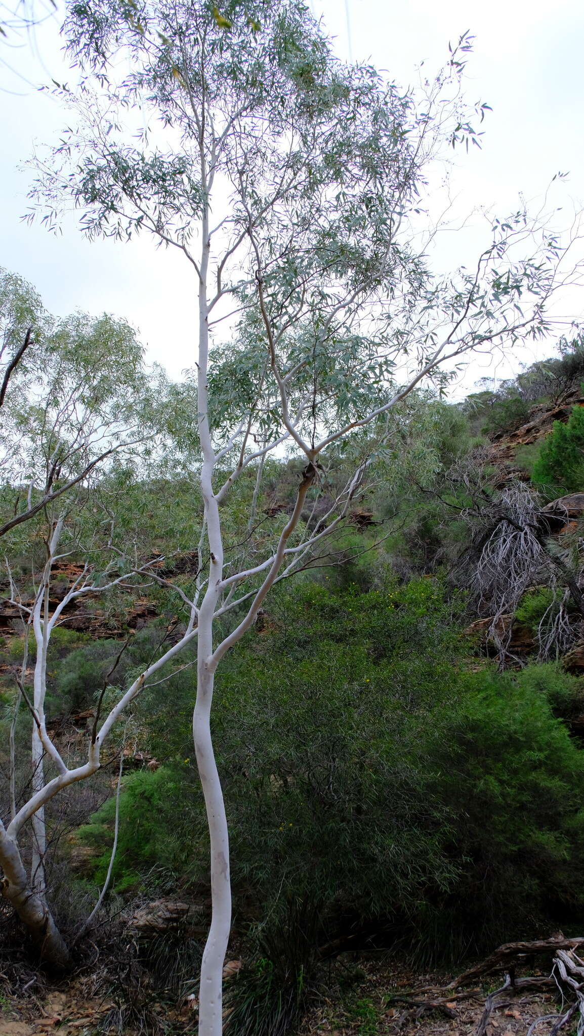 Image of Eucalyptus camaldulensis subsp. arida Brooker & M. W. Mc Donald