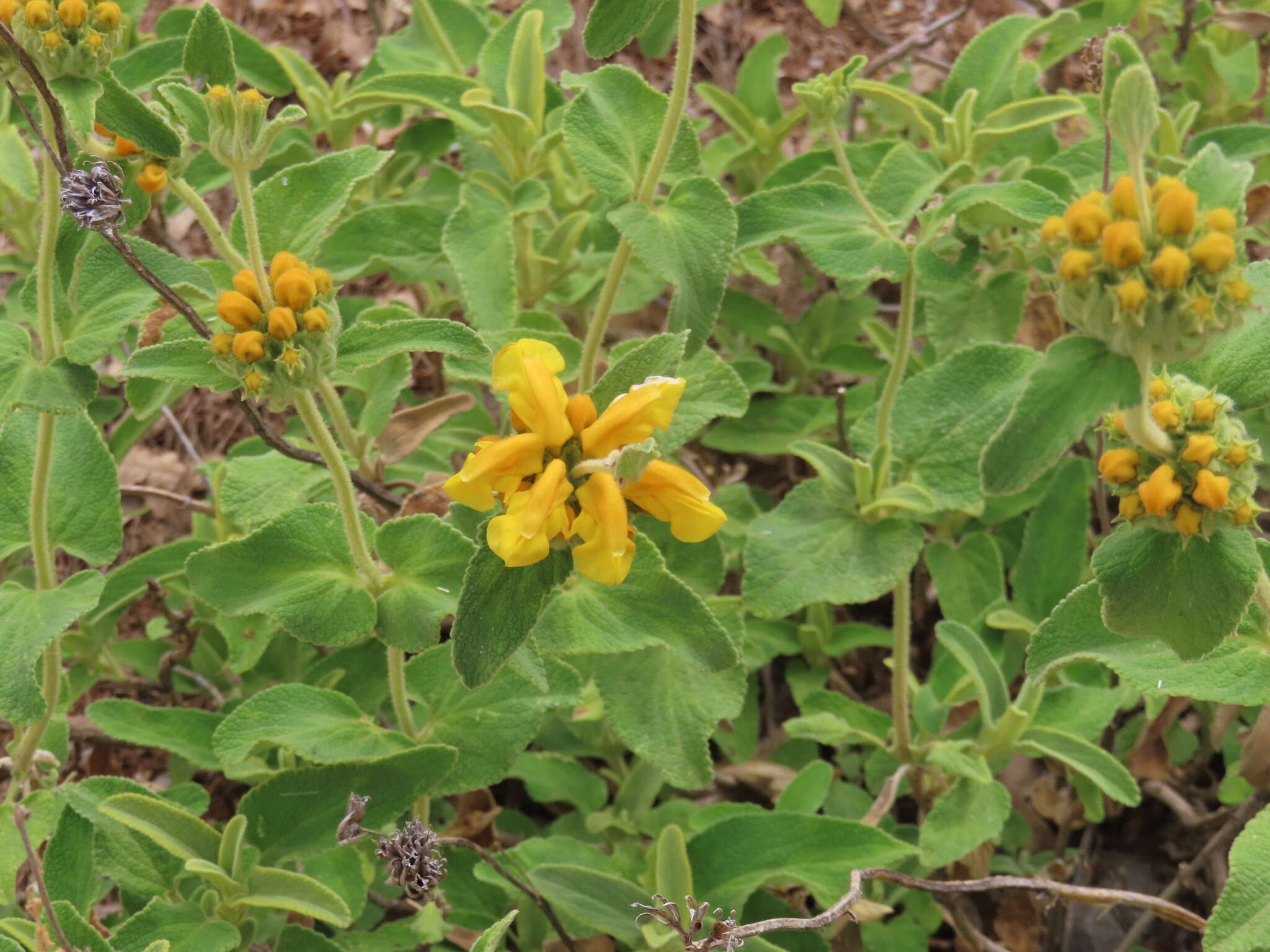 Image of Phlomis chrysophylla Boiss.