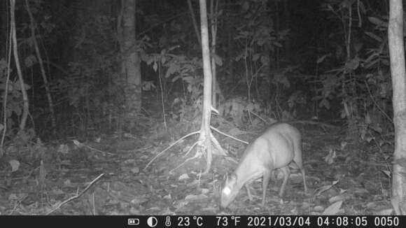 Image of Bay Duiker