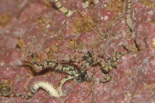 Image of Savigny's brittle star