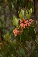 Image de Rhododendron keysii Nutt.