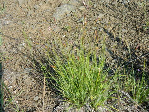 Image de Danthonia unispicata (Thurb.) Munro ex Macoun