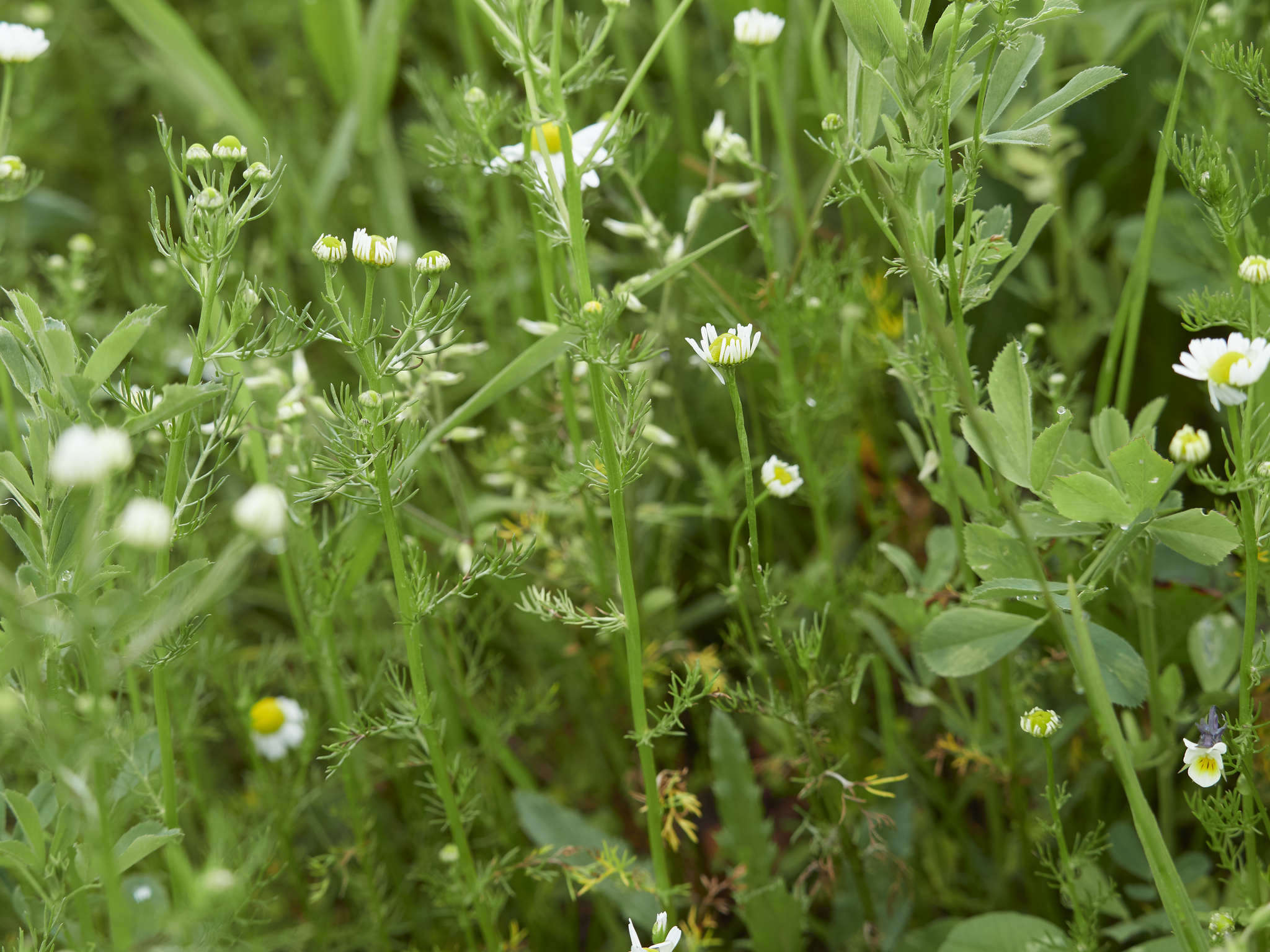 Image of False chamomile