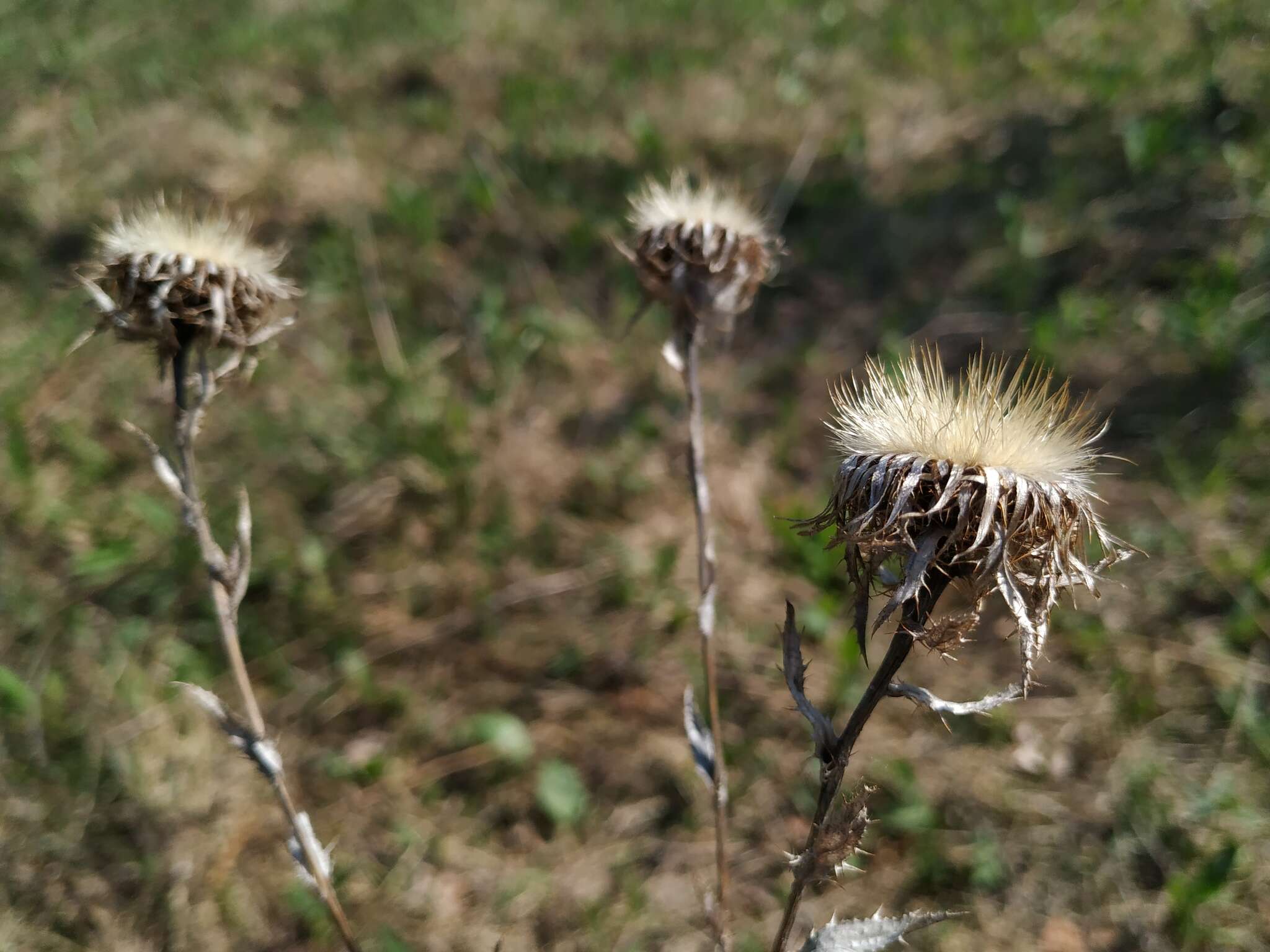 Image of Carlina biebersteinii Bernh. ex Hornem.