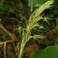 Habenaria pantlingiana Kraenzl. resmi