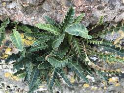 Plancia ëd Asplenium ceterach L.