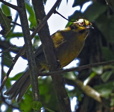 Plancia ëd Atlapetes citrinellus (Cabanis 1883)