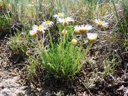 Image of early bluetop fleabane