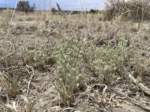 Sivun Atriplex obovata Moq. kuva