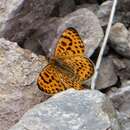 Image de Melitaea yuenty Oberthür 1886