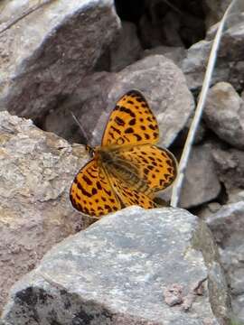 Image of Melitaea yuenty Oberthür 1886