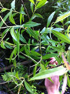 Image of silky willow