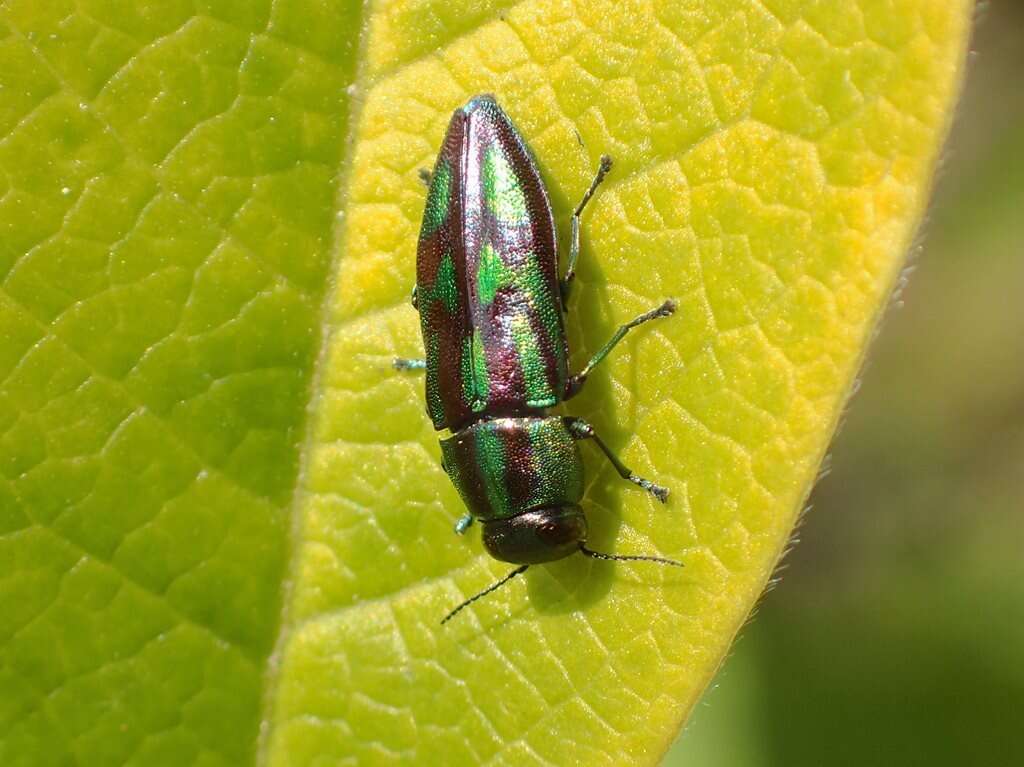 Image of Melobasis purpurascens (Fabricius 1801)