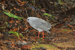 Image de Rhynochetidae