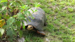 Image of Red-footed Tortoise