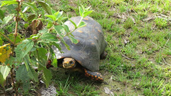 Image of Red-footed Tortoise