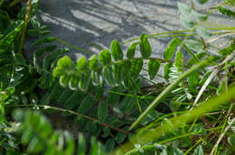 Image of Oxytropis neglecta Ten.