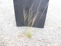 Image of Austrostipa scabra subsp. falcata (Hughes) S. W. L. Jacobs & J. Everett