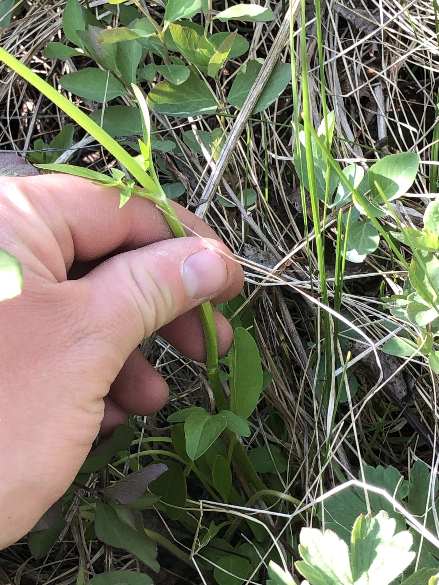 Image of marsh valerian