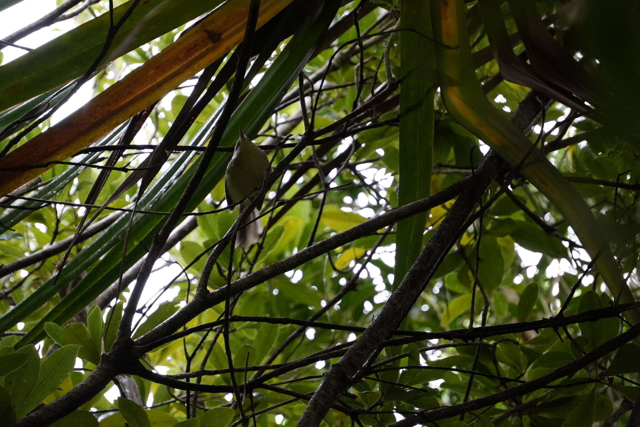 Image of Rodrigues Warbler