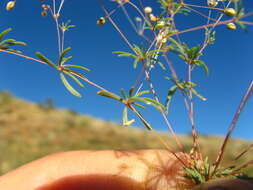 Image of Thread-Stem Carpetweed