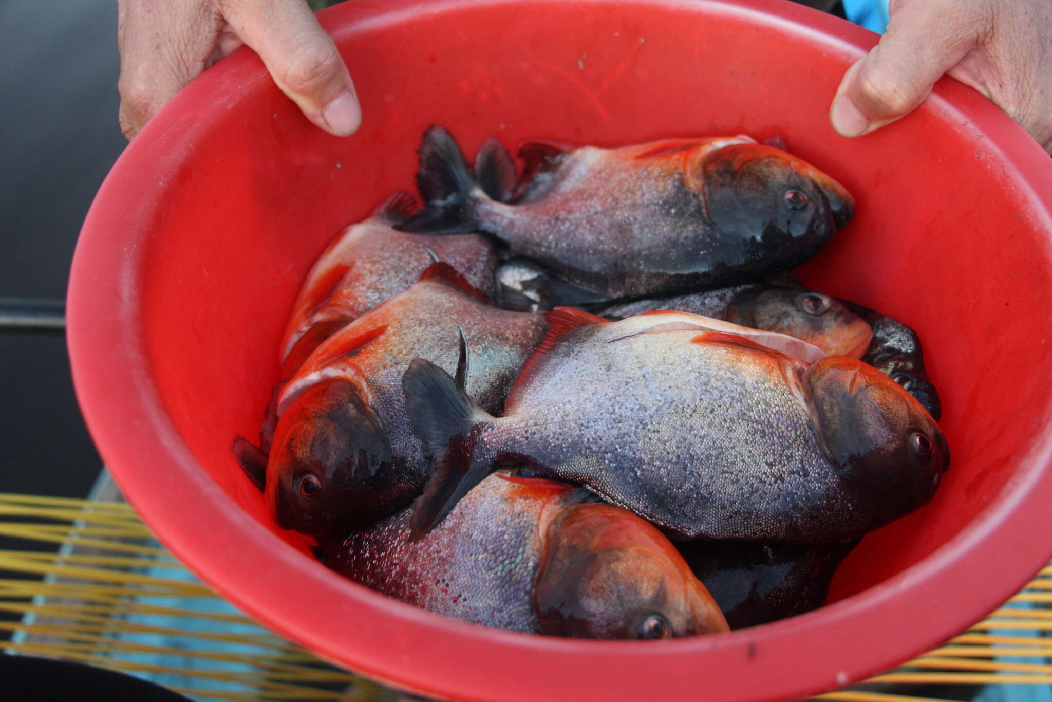 Image of Red-bellied piranha