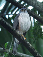 Accipiter tachiro sparsimfasciatus (Reichenow 1895)的圖片