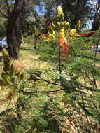 Image of bird-of-paradise shrub