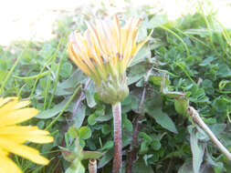 Image of Taraxacum platycarpum Dahlst.