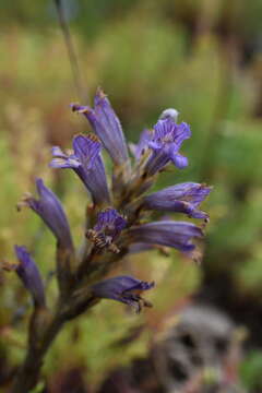 Слика од Phelipanche purpurea (Jacq.) Soják