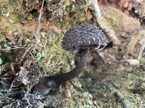 Слика од Strobilomyces confusus Singer 1945