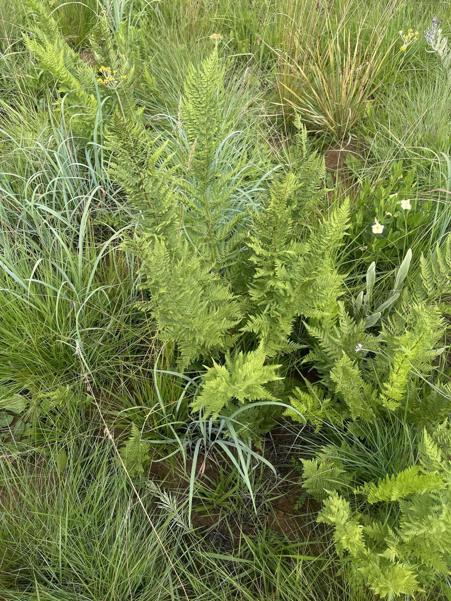 Image of Dryopteris athamantica (Kunze) O. Kuntze