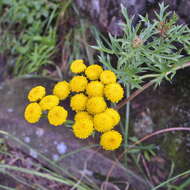 Слика од Schistostephium crataegifolium (DC.) Fenzl ex Harv. & Sond.