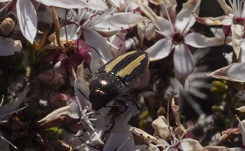 Sivun Castiarina vittata (Saunders 1868) kuva