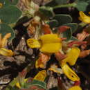 Image of Acmispon decumbens var. decumbens