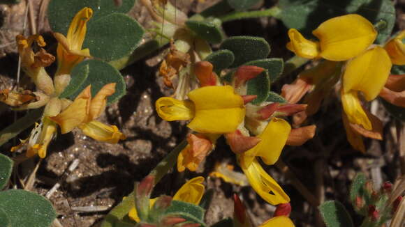 Image de Acmispon decumbens