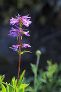 Image of pincushion beardtongue