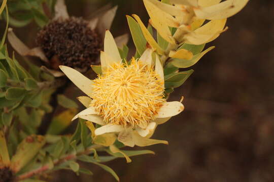 Imagem de Leucadendron burchellii I. J. M. Williams