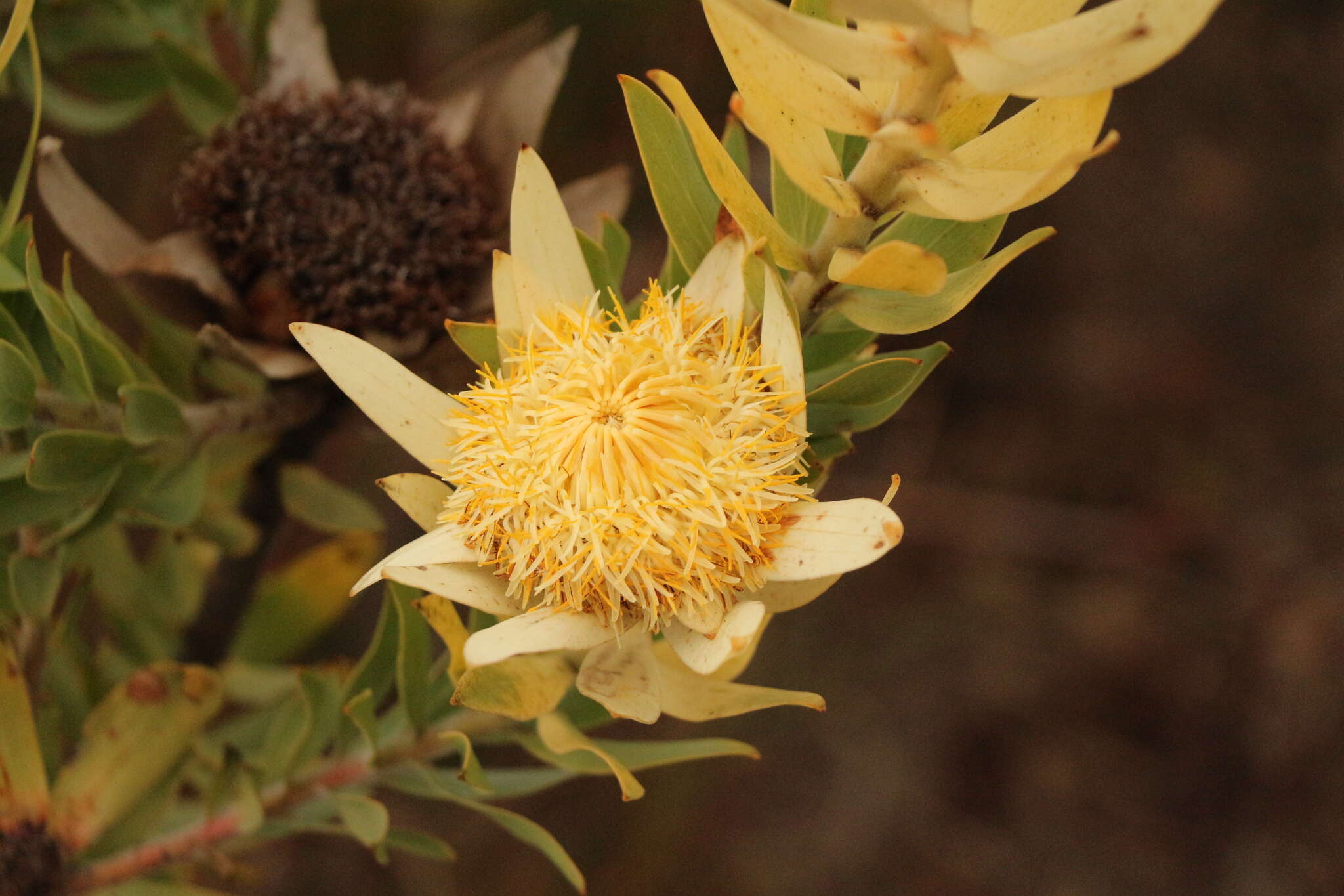 Image of Leucadendron burchellii I. J. M. Williams