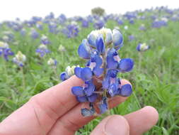 Image of Texas lupine