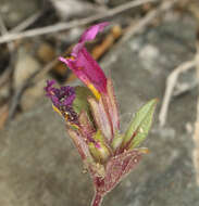 Image of annual redspot monkeyflower