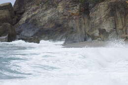 Image of Fiordland Crested Penguin