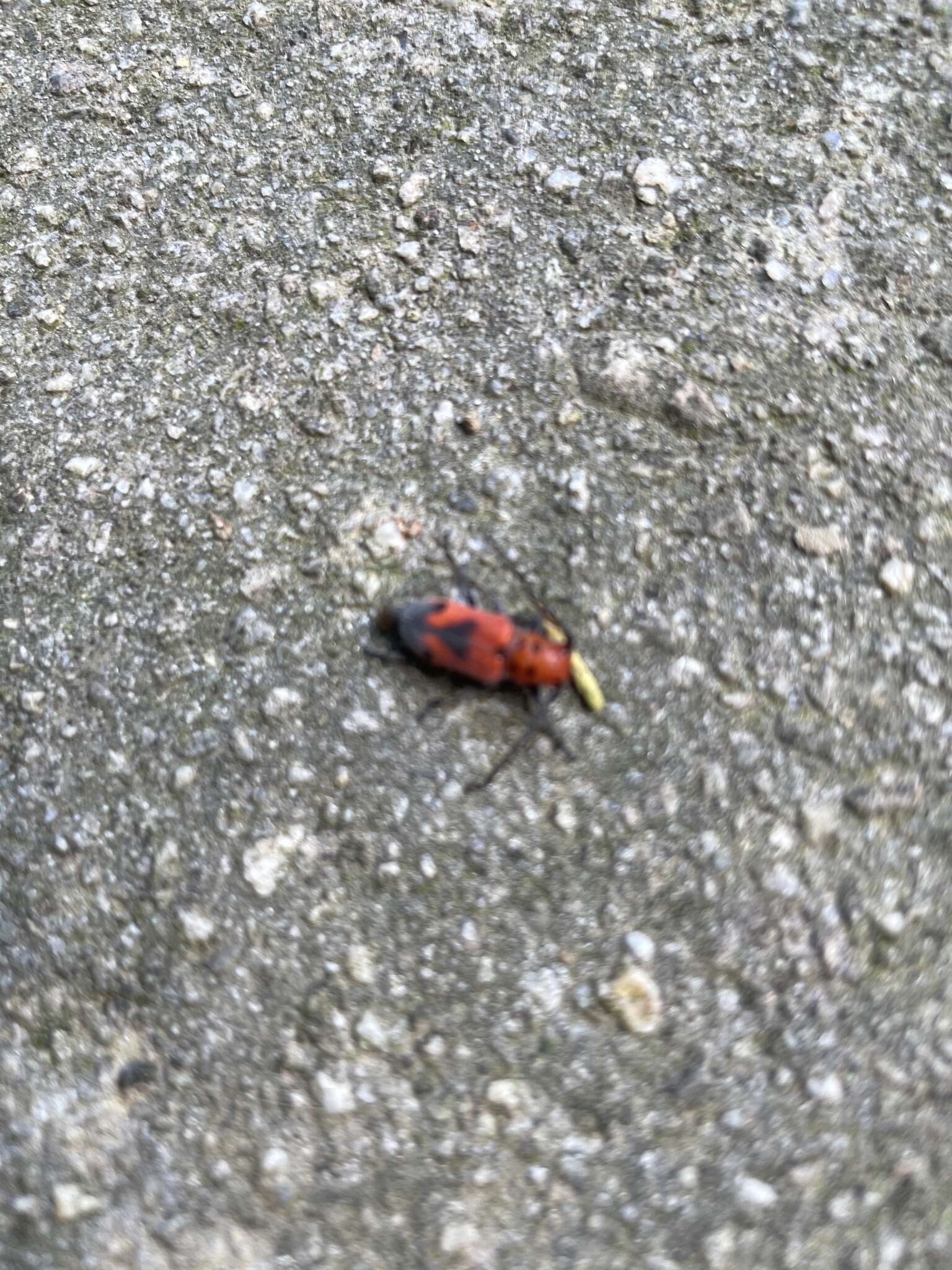 Image of Blackened Milkweed Beetle